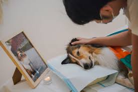 People are bidding farewell to the deceased Scottish shepherd at a pet funeral home in the UK, sending flowers and blessings