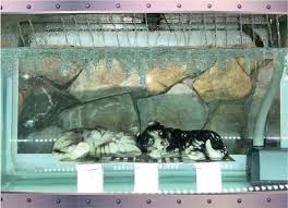 Pet funeral service-water burial